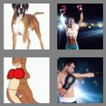 4 pics 1 word 5 letters boxer