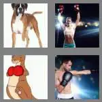 4 pics 1 word 5 letters boxer