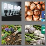 4 pics 1 word 5 letters bulbs