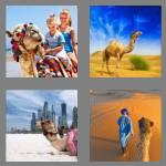 4 pics 1 word 5 letters camel