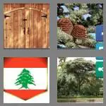 4 pics 1 word 5 letters cedar