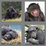 4 pics 1 word 5 letters chimp