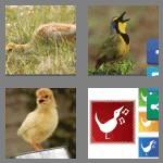 4 pics 1 word 5 letters chirp