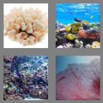 4 pics 1 word 5 letters coral