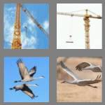 4 pics 1 word 5 letters crane