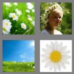 4 pics 1 word 5 letters daisy