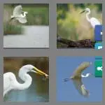 4 pics 1 word 5 letters egret