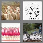 4 pics 1 word 5 letters flock