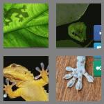 4 pics 1 word 5 letters gecko