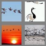 4 pics 1 word 5 letters geese