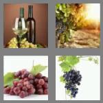 4 pics 1 word 5 letters grape