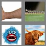 4 pics 1 word 5 letters hairy