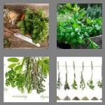 4 pics 1 word 5 letters herbs