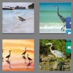 4 pics 1 word 5 letters heron