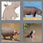 4 pics 1 word 5 letters hippo