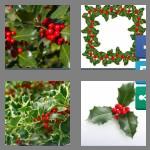 4 pics 1 word 5 letters holly