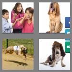 4 pics 1 word 5 letters hound