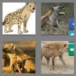 4 pics 1 word 5 letters hyena