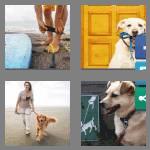 4 pics 1 word 5 letters leash