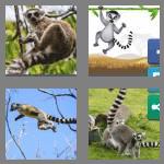 4 pics 1 word 5 letters lemur