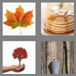 4 pics 1 word 5 letters maple