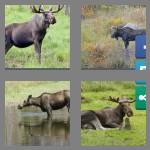 4 pics 1 word 5 letters moose