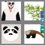 4 pics 1 word 5 letters panda