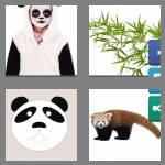 4 pics 1 word 5 letters panda