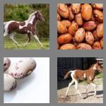 4 pics 1 word 5 letters pinto