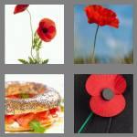 4 pics 1 word 5 letters poppy