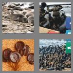 4 pics 1 word 5 letters seals