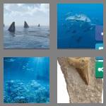 4 pics 1 word 5 letters shark