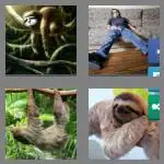4 pics 1 word 5 letters sloth