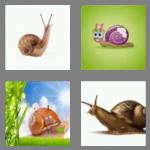 4 pics 1 word 5 letters snail