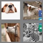 4 pics 1 word 5 letters snout