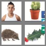 4 pics 1 word 5 letters spiky