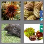 4 pics 1 word 5 letters spiny