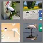 4 pics 1 word 5 letters stork