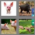 4 pics 1 word 5 letters swine