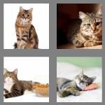 4 pics 1 word 5 letters tabby