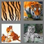 4 pics 1 word 5 letters tiger