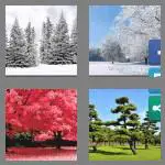 4 pics 1 word 5 letters trees