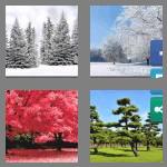 4 pics 1 word 5 letters trees