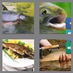 4 pics 1 word 5 letters trout