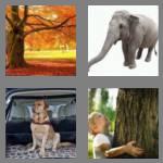 4 pics 1 word 5 letters trunk