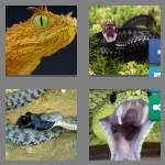 4 pics 1 word 5 letters viper