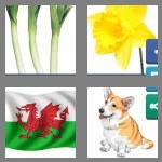 4 pics 1 word 5 letters welsh