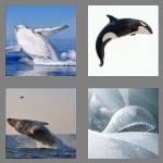 4 pics 1 word 5 letters whale