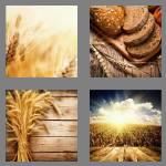 4 pics 1 word 5 letters wheat