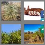 4 pics 1 word 5 letters yucca